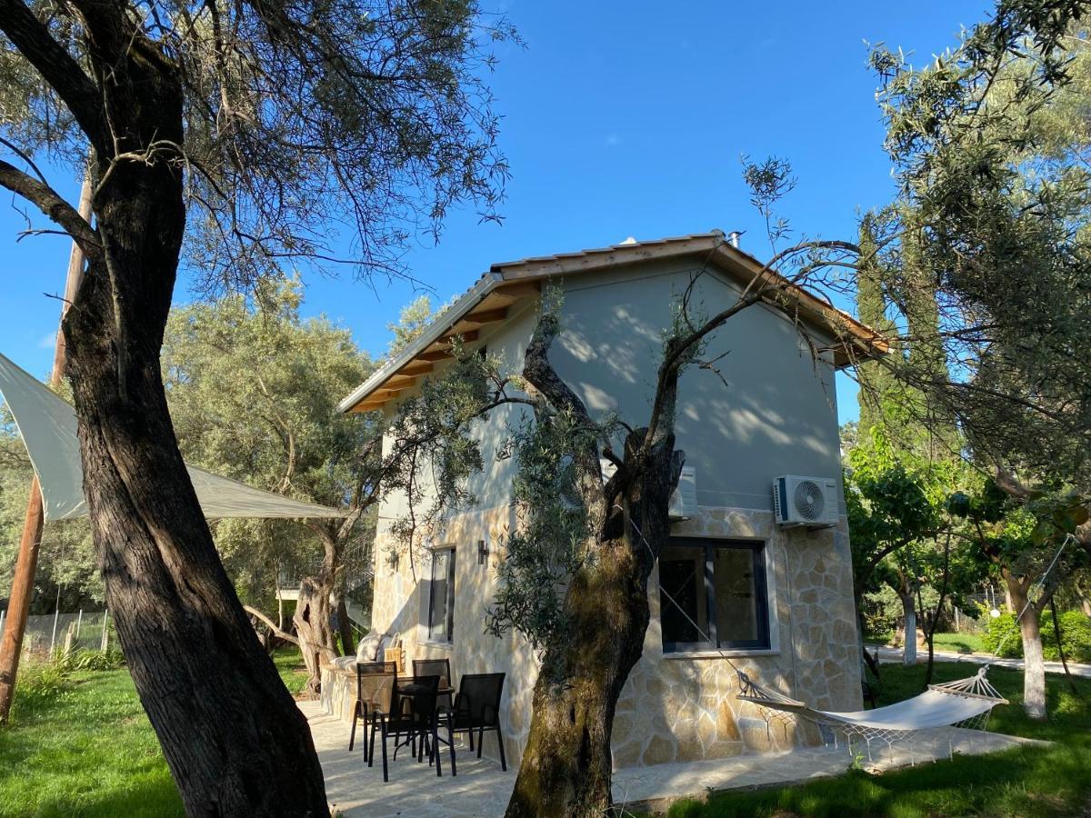 Olive Tree *